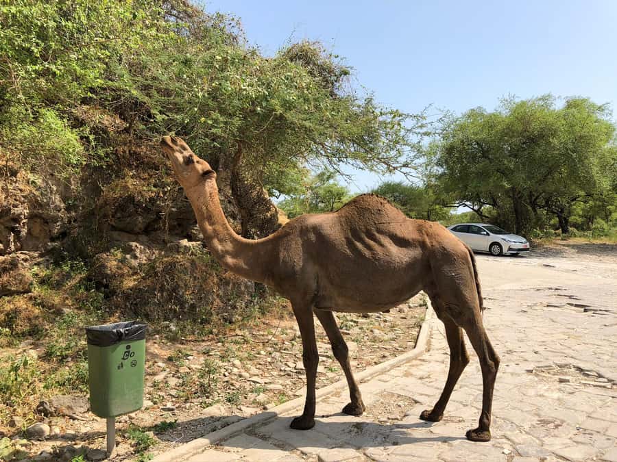 West Salalah Highlights: Coastal Wonders & Scenic Views - What to pack for this coastal route