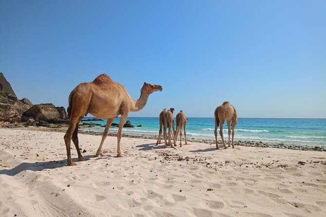 West Salalah Tour by VisitSalalah - Timing, booking, and practical details