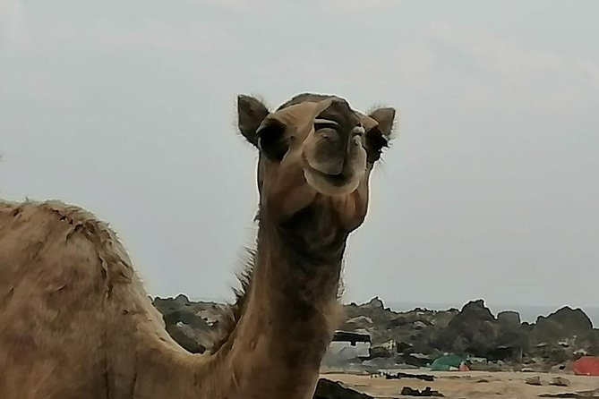 Where Sea Meets Rock: A Scenic Journey to West Salalah’s Shores - What the $170 price really buys you
